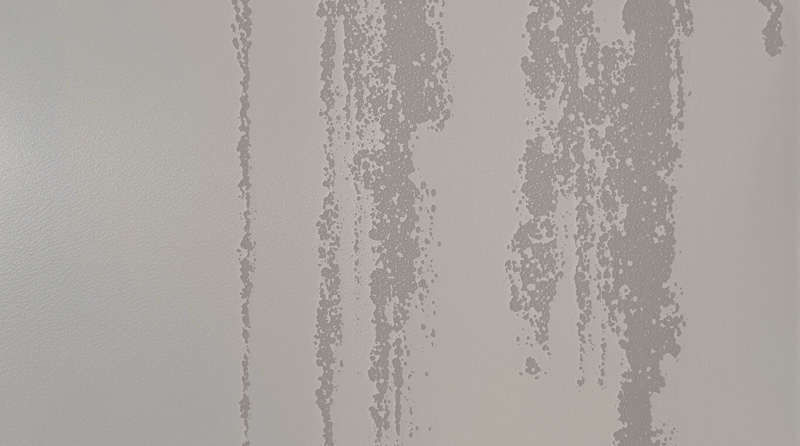 schimmel an der wand
